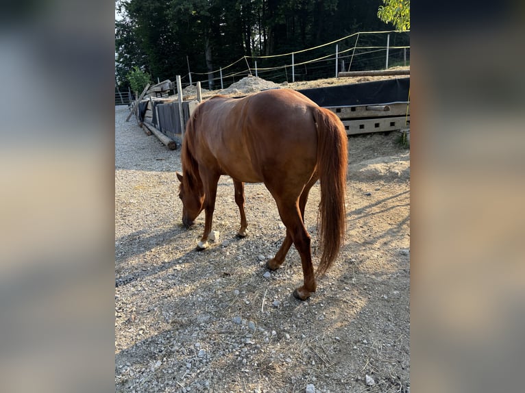 Appaloosa Hengst 3 Jaar Roodvos in Komenda