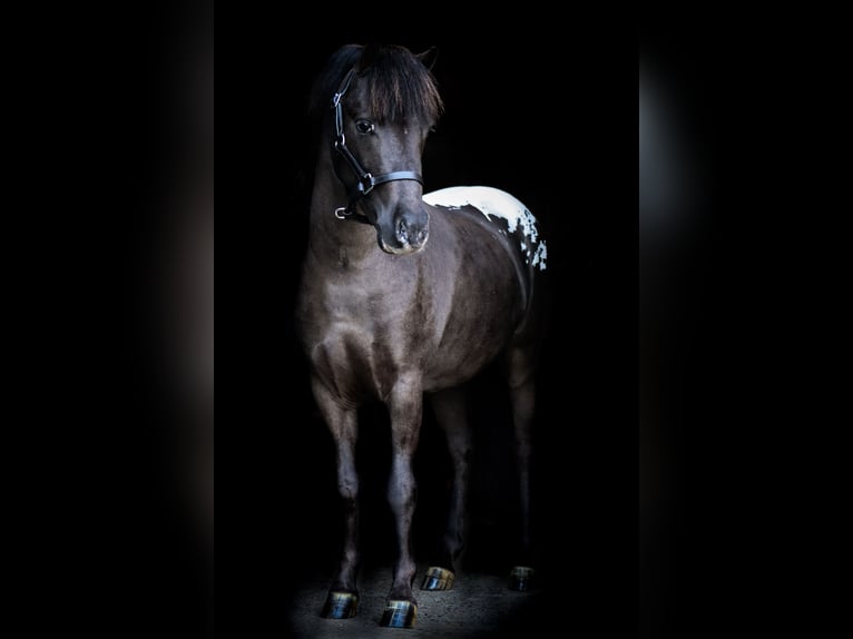 Appaloosa Hengst 3 Jahre 106 cm Tigerschecke in Oldebroek