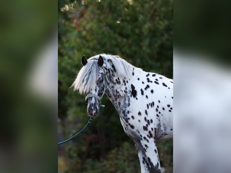 Appaloosa Hengst 3 Jahre 135 cm Tigerschecke in Haaksbergen