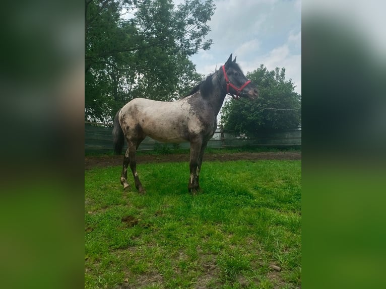 Appaloosa Hengst 3 Jahre 140 cm in Wahlenau