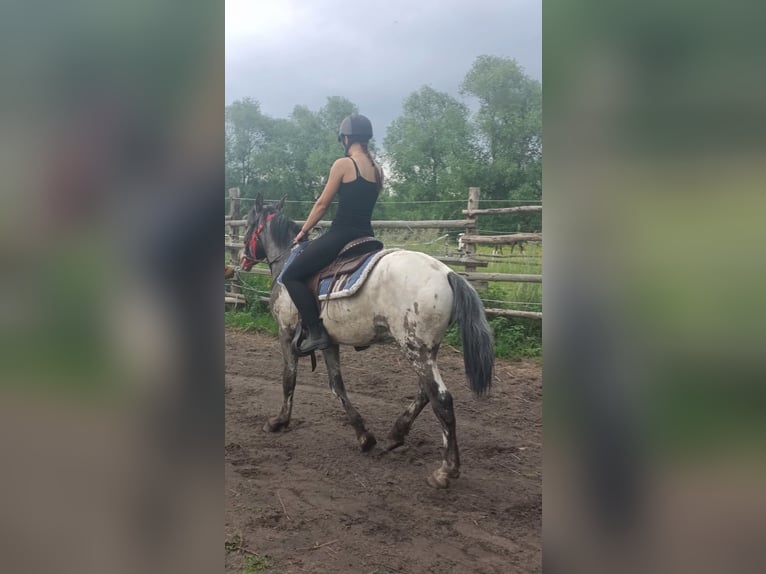 Appaloosa Hengst 3 Jahre 140 cm in Wahlenau