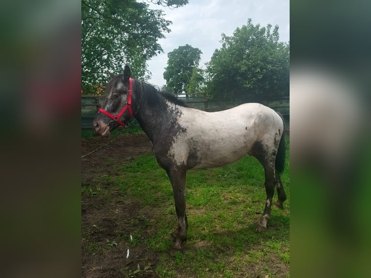 Appaloosa Hengst 3 Jahre 140 cm in Wahlenau