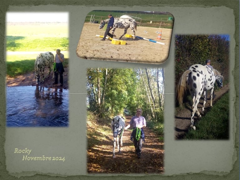 Appaloosa Hengst 3 Jahre 145 cm Rappe in CERSOT