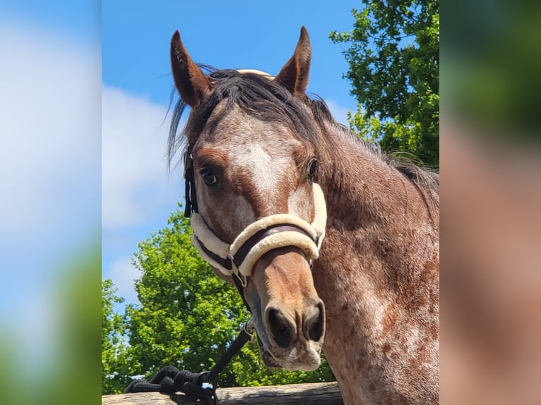 Appaloosa Hengst 3 Jahre 152 cm Brauner in StipshausenBruchweiler