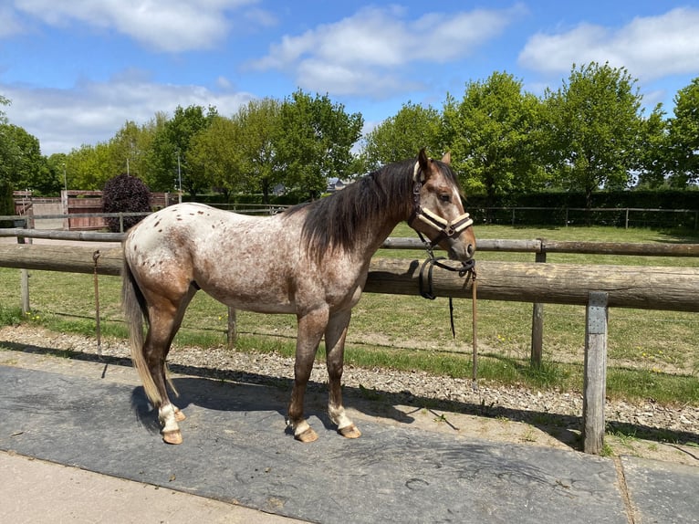 Appaloosa Hengst 3 Jahre 152 cm Brauner in StipshausenBruchweiler