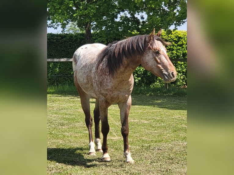 Appaloosa Hengst 3 Jahre 152 cm Brauner in StipshausenBruchweiler