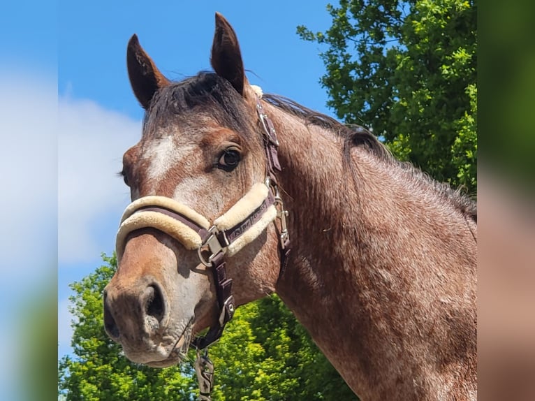 Appaloosa Hengst 3 Jahre 152 cm Brauner in StipshausenBruchweiler
