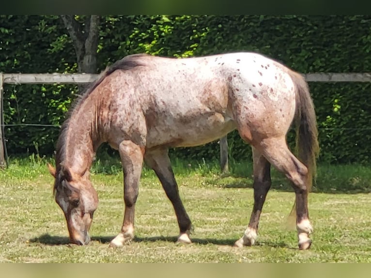 Appaloosa Hengst 3 Jahre 152 cm Brauner in StipshausenBruchweiler