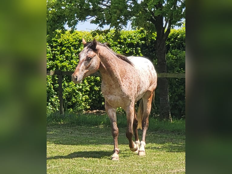 Appaloosa Hengst 3 Jahre 152 cm Brauner in StipshausenBruchweiler