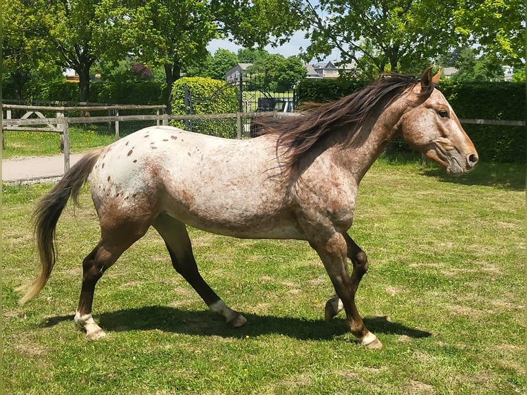 Appaloosa Hengst 3 Jahre 152 cm Brauner in StipshausenBruchweiler