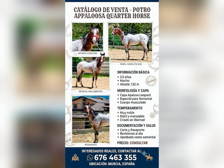 Appaloosa Hengst 3 Jahre 152 cm  in Cehegin