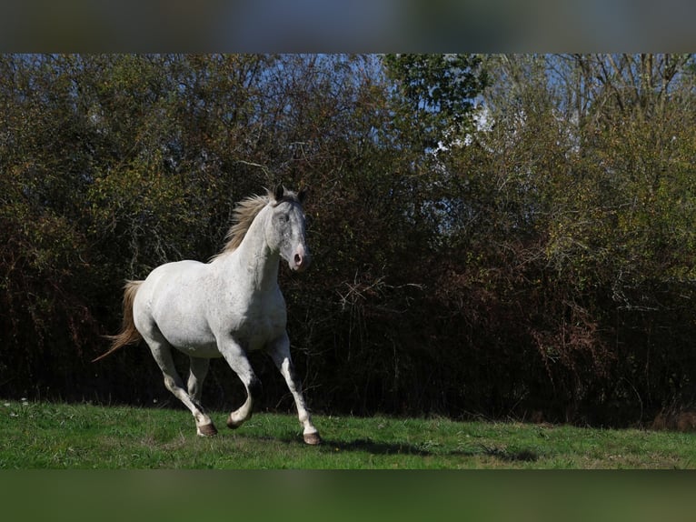Appaloosa Hengst 3 Jahre 154 cm Tigerschecke in goven