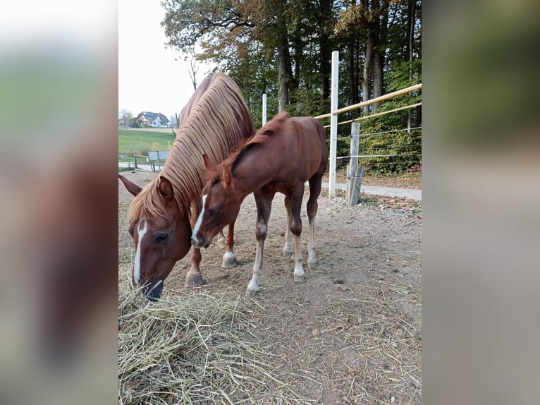 Appaloosa Hengst 3 Jahre Rotfuchs in Komenda