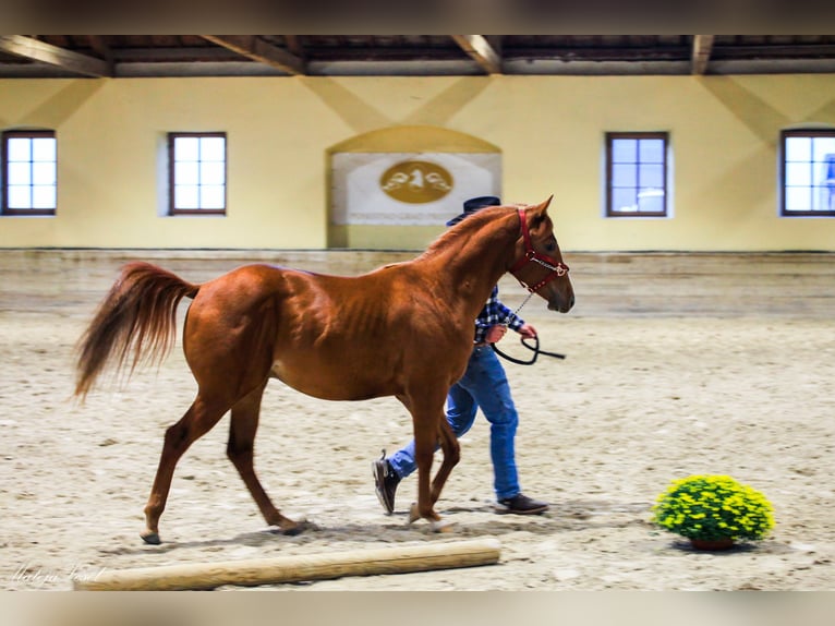 Appaloosa Hengst 3 Jahre Rotfuchs in Komenda