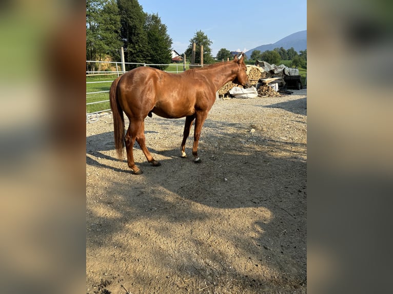 Appaloosa Hengst 3 Jahre Rotfuchs in Komenda