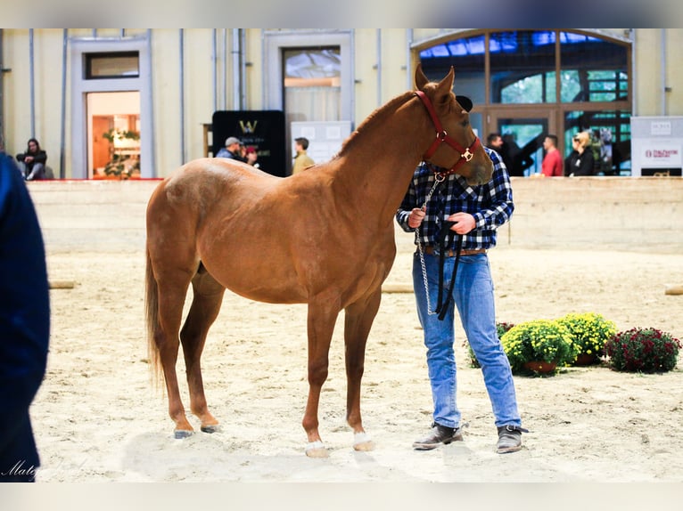 Appaloosa Hengst 3 Jahre Rotfuchs in Komenda