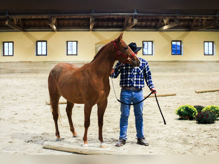 Appaloosa Hengst 3 Jahre Rotfuchs in Komenda