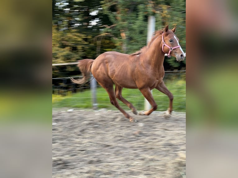 Appaloosa Hengst 3 Jahre Rotfuchs in Komenda