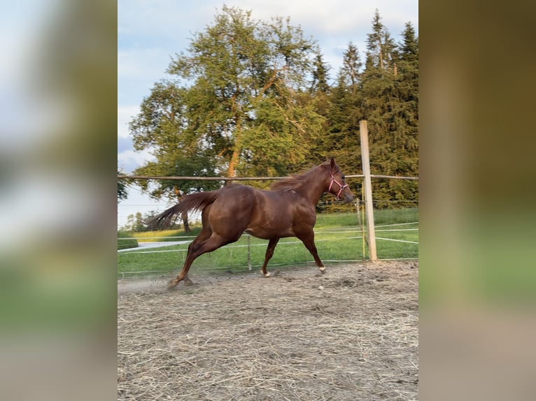 Appaloosa Hengst 3 Jahre Rotfuchs in Komenda