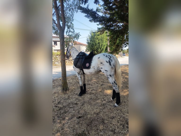 Appaloosa Hengst 3 Jahre White in Burgos