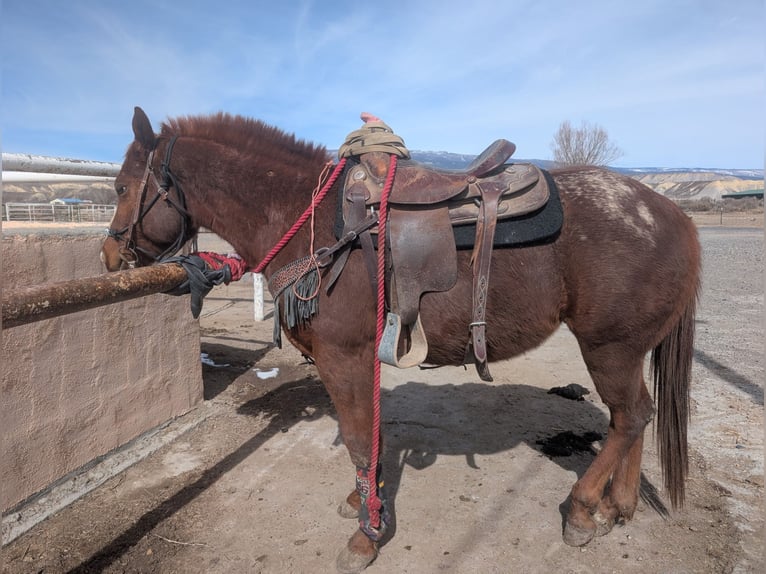 Appaloosa Hengst 4 Jaar 142 cm Roodvos in Olathe
