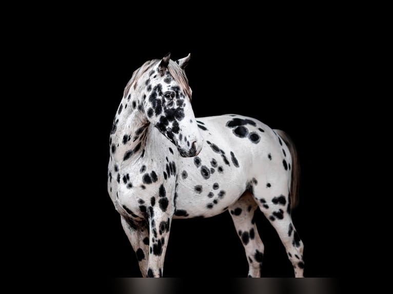 Appaloosa Hengst 4 Jaar 148 cm Appaloosa in cersot