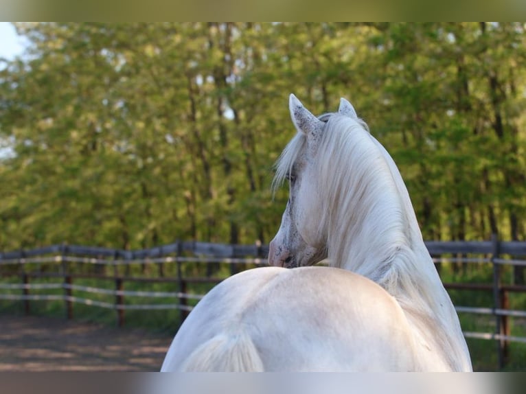 Appaloosa Hengst 4 Jaar 150 cm  in Laa an der Thaya