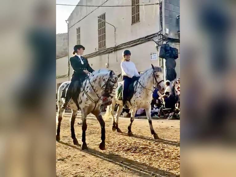 Appaloosa Mix Hengst 4 Jaar 156 cm Gevlekt-paard in Palma De Mallorca