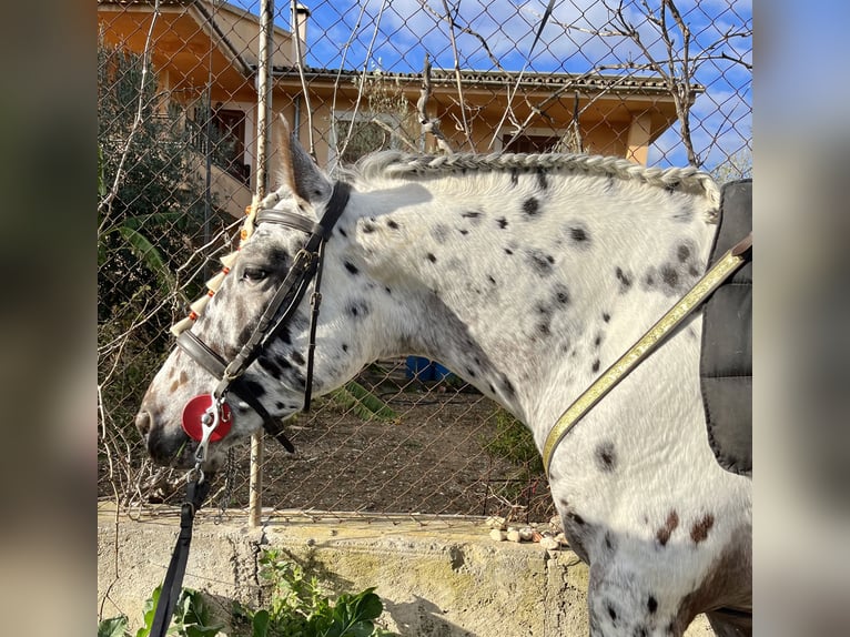 Appaloosa Mix Hengst 4 Jaar 156 cm Gevlekt-paard in Palma De Mallorca