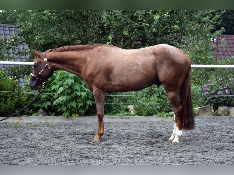 Appaloosa Hengst 4 Jaar 160 cm Roodvos in Prague