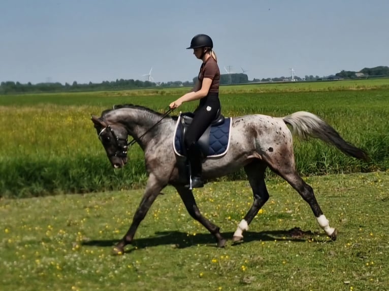 Appaloosa Hengst 4 Jaar 163 cm Appaloosa in Hitzum