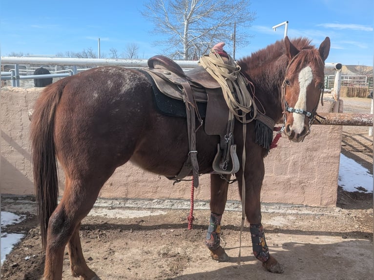 Appaloosa Hengst 4 Jahre 142 cm Rotfuchs in Olathe