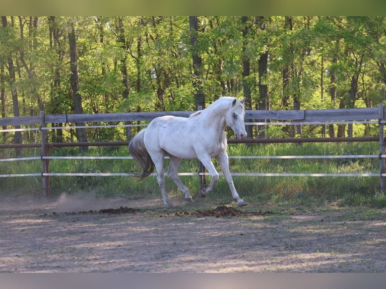 Appaloosa Hengst 4 Jahre 150 cm  in Laa an der Thaya