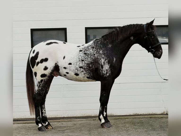 Appaloosa Hengst 4 Jahre 157 cm Tigerschecke in Someren
