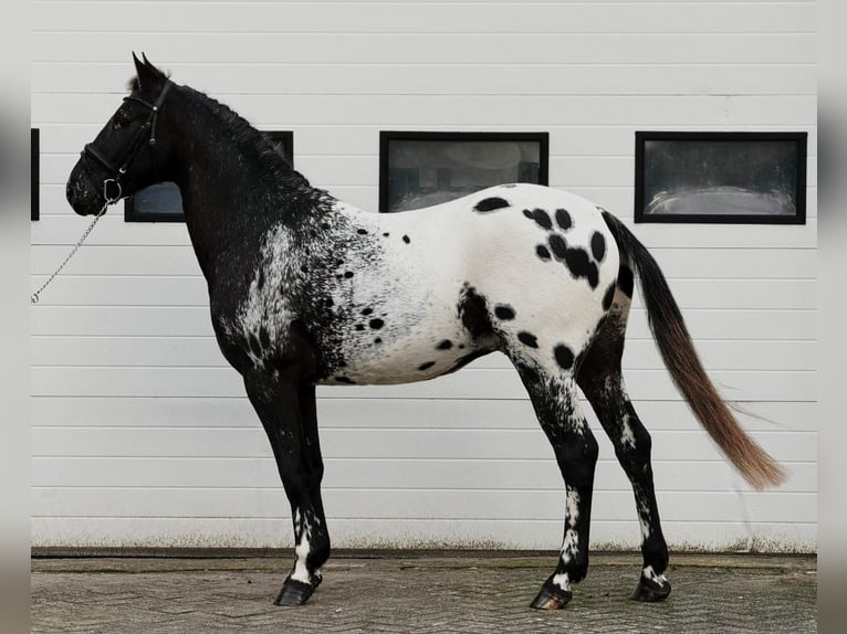 Appaloosa Hengst 4 Jahre 157 cm Tigerschecke in Someren