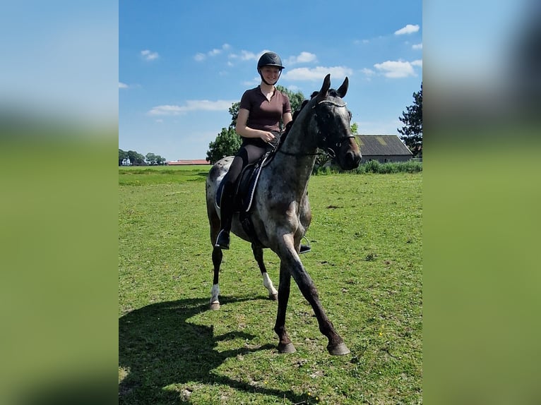 Appaloosa Hengst 4 Jahre 163 cm Tigerschecke in Hitzum