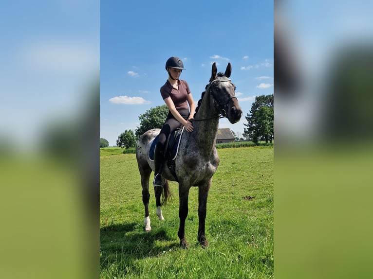 Appaloosa Hengst 4 Jahre 163 cm Tigerschecke in Hitzum