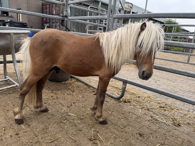 Appaloosa Hengst 4 Jahre 82 cm Tigerschecke in Barneveld