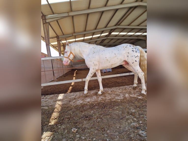 Appaloosa Hengst 4 Jahre in Burgos