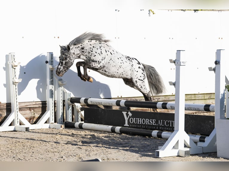 Appaloosa Hengst 5 Jaar 101 cm Appaloosa in Waddinxveen
