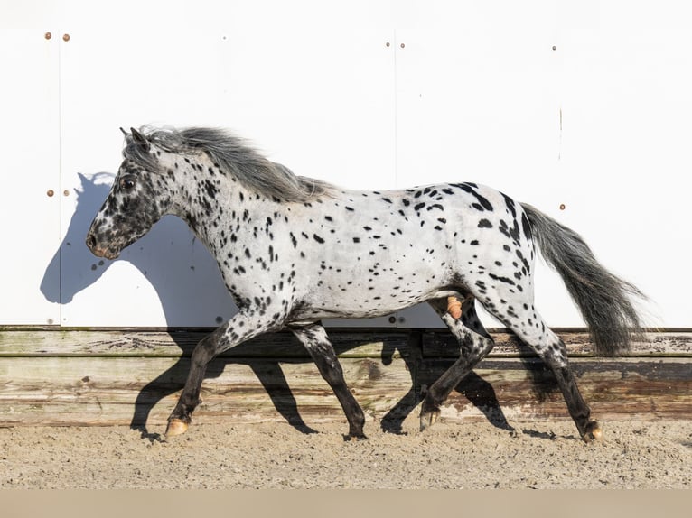 Appaloosa Hengst 5 Jaar 101 cm Appaloosa in Waddinxveen