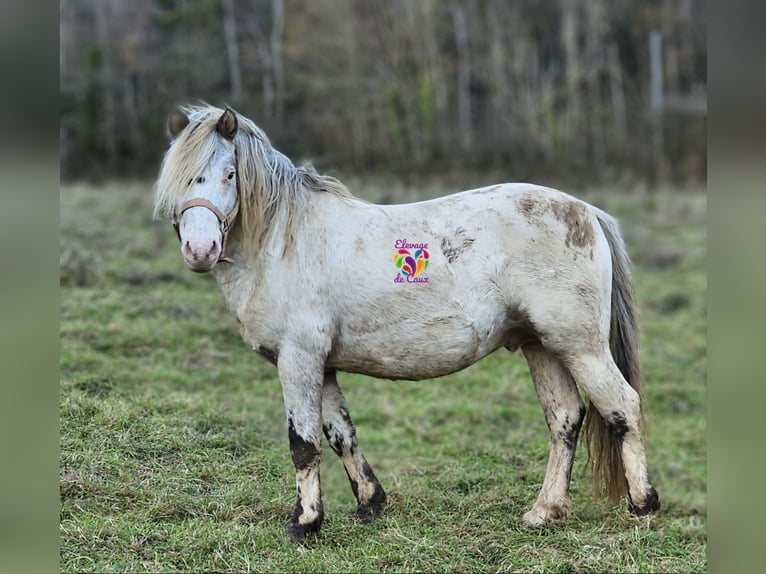 Appaloosa Hengst 5 Jaar 117 cm Appaloosa in ÉCOUCHÉ-LES-VALLÉES