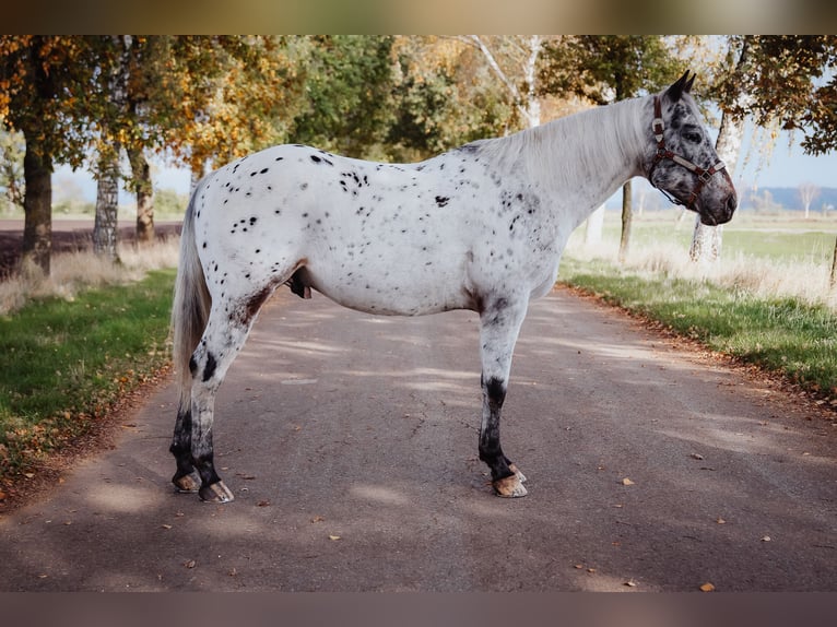 Appaloosa Hengst 5 Jaar 153 cm Appaloosa in Wemding