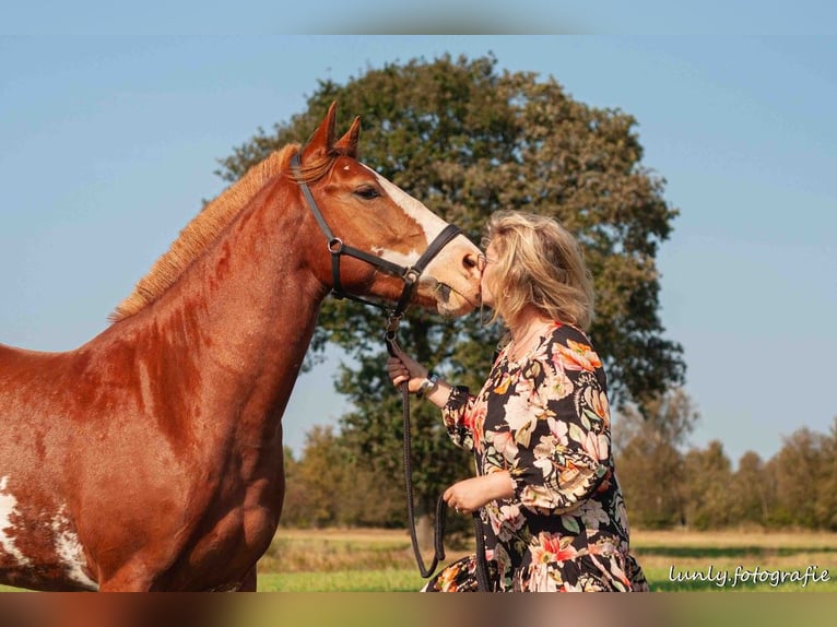 Appaloosa Mix Hengst 5 Jaar 153 cm Vos in Lilienthal