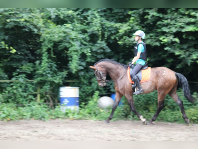 Appaloosa Hengst 5 Jaar 165 cm Appaloosa in Boxmeer