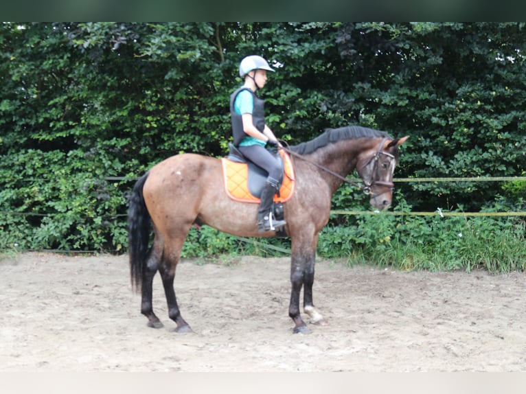 Appaloosa Hengst 5 Jaar 165 cm Appaloosa in Boxmeer