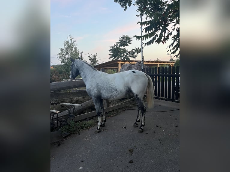 Appaloosa Hengst 5 Jahre 155 cm Rappe in Lučenec