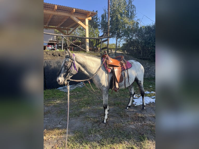 Appaloosa Hengst 5 Jahre 155 cm Rappe in Lučenec