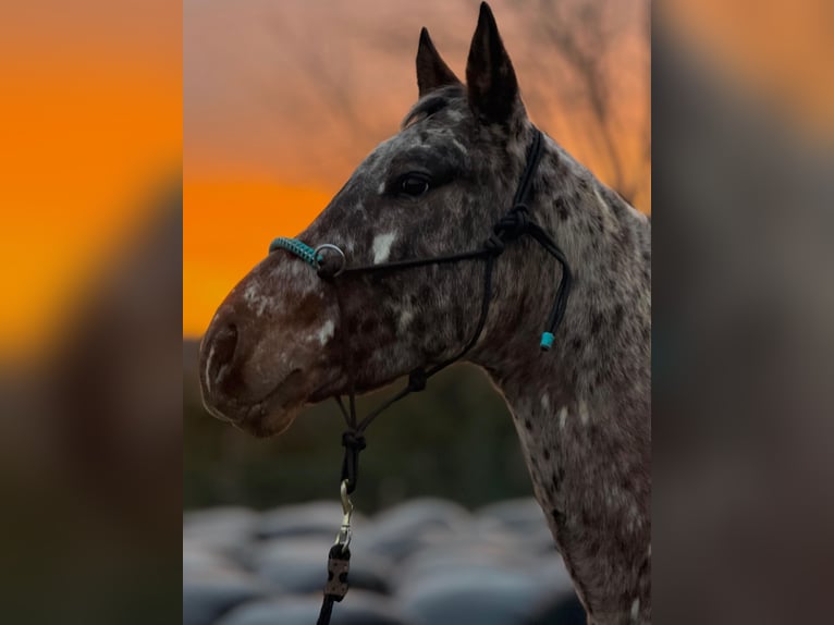 Appaloosa Hengst 5 Jahre 162 cm Tigerschecke in Hazas de cesto
