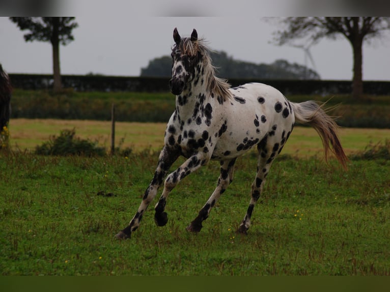 Appaloosa Hengst 5 Jahre 163 cm Tigerschecke in Hitzum